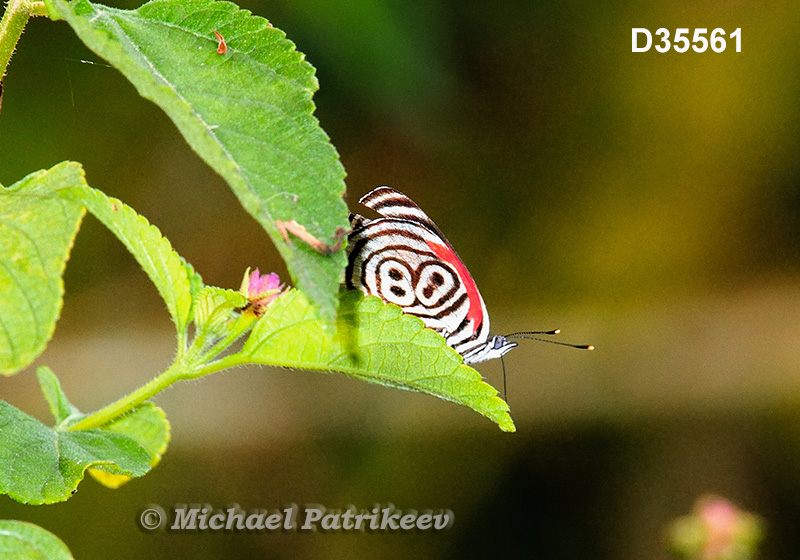 Cramer's Eighty-eight (Diaethria clymena)